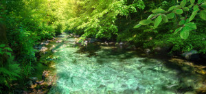 Foto Grußkarte - Klarer Waldbach Im Frühlung oder mit Eigenem Foto