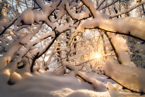 Bilder Grußkarte - Morgensonne Durchflutet Schneebedeckte Zweige od...