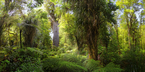 Wunschbild Grußkarte - Tane Mahuta Neuseeland oder mit Eigenem Foto