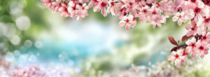 Bilder Grußkarte - Frühlingshintergrund Mit Kirschblüten oder mit E...