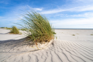 Bilder Grußkarte - Dünengras Am Strand oder mit Eigenem Foto