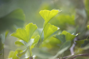 Motiv Grußkarte - Gingko Biloba oder mit Eigenem Foto