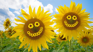 Motiv als Grußkarte - Zwei Fröhliche Sonnenblumen oder mit Eigenem ...