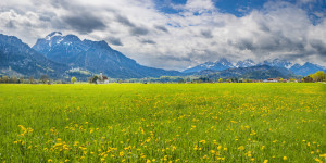 Wunschmotiv auf Grußkarte - Löwenzahnwiese Im Allgäu oder mit Eigen...