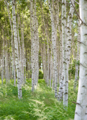 Wunschbild als Grußkarte - Birkenwald oder mit Eigenem Foto