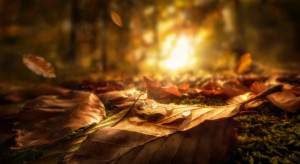 Wunschmotiv auf Grußkarte - Herbstblätter Mit Leuchtender Untergehe...