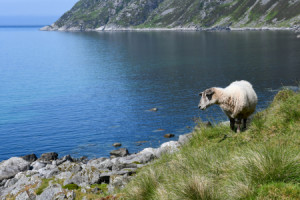 Wunschmotiv als Grußkarte - Schaf Am Meer oder mit Eigenem Foto