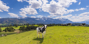 Foto auf Grußkarte - Frühling Im Ostallgäu oder mit Eigenem Foto