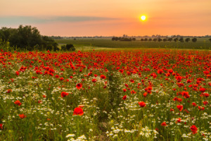 Wunschmotiv als Grußkarte - Mohnland oder mit Eigenem Foto