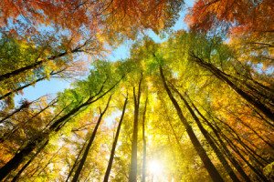 Wunschbild als Grußkarte - Herbstfarben Auf Dem Blätterdach Hoher B...