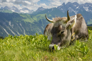 Motiv Grußkarte - Relaxen Im Allgäu oder mit Eigenem Foto