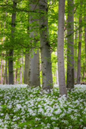 Foto auf Grußkarte - Buchen Im Bärlauchteppich oder mit Eigenem Foto