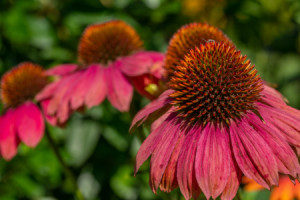 Wunschmotiv als Grußkarte - Echinacea Zur Sommerzeit oder mit Eigen...