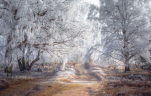 Grußkarte - Frost In Der Lüneburger Heide oder mit Eigenem Foto