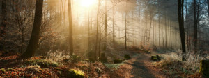 Grußkarte - Winterlicher Wald Mit Raureif Und Sonnenstrahlen oder m...