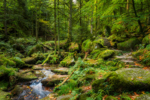 Wunschbild auf Grußkarte - Verwunschener Wald Mit Bachlauf In Deuts...