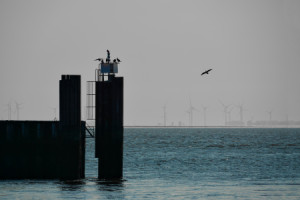 Foto auf Grußkarte - Silent Morning oder mit Eigenem Foto