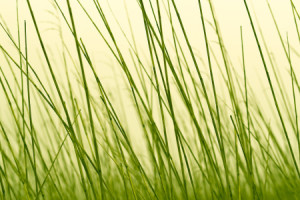 Bild auf Kissen - Wellness Gras Halme oder mit Eigenem Foto