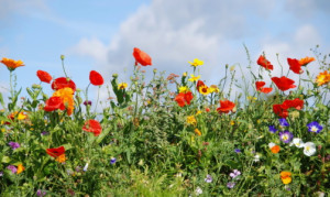 Bilder Kissen - Bunte Sommerwiese oder mit Eigenem Foto