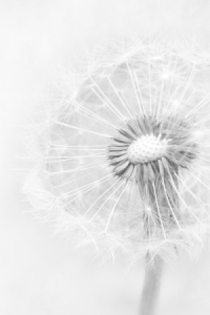 Motiv auf Kissen - Pusteblume oder mit Eigenem Foto