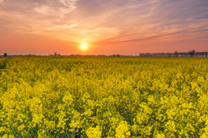 Motiv als Kissen - Sonnenuntergang Im Rapsfeld oder mit Eigenem Foto