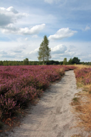 Motiv als Kissen - Heideweg oder mit Eigenem Foto