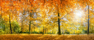 Wunschmotiv als Kissen - Herbstwald - Waldfriedhof oder mit Eigenem...