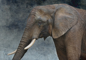 Wunschbild Kissen - Friendly African Giant oder mit Eigenem Foto