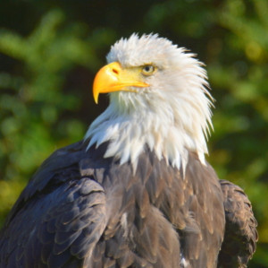 Foto auf Kissen - Stolzer Adler oder mit Eigenem Foto