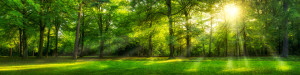 Bild auf Kissen - Wald Panorama Mit Sonnenschein oder mit Eigenem Foto