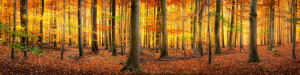 Bild auf Kissen - Bunter Herbstwald Als Panorama Hintergrund oder m...