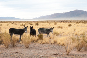 Wunschbild Kissen - Wildesel In Steppengras - Argentinien oder mit ...