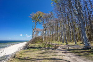 Wunschmotiv auf Kissen - Gespensterwald oder mit Eigenem Foto