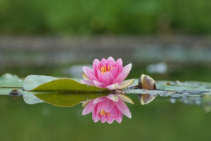 Bilder Kissen - Seerose Mit Spiegelbild oder mit Eigenem Foto