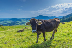 Wunschbild Kissen - Braunvieh oder mit Eigenem Foto