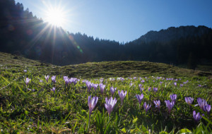 Wunschbild als Kissen - Krokuswiesen Am Heuberg - Frühlingslandscha...