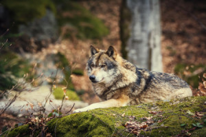 Fotos Kissen - Wolf Im Wald oder mit Eigenem Foto