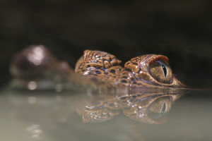 Wunschmotiv als Kissen - Krokodil oder mit Eigenem Foto