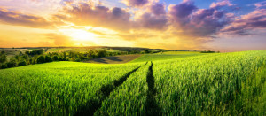 Motiv auf Kissen - Vast Green Field At Gorgeous Sunset oder mit Eig...