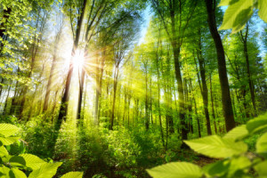 Motiv als Kissen - Sonnenbeschienene Laubbäume Im Wald oder mit Eig...
