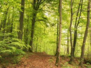 Foto auf Kissen - Frühling Im Wald oder mit Eigenem Foto