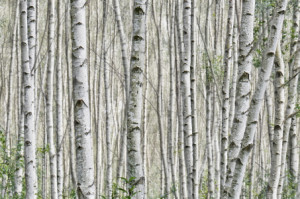 Motiv Kissen - Birkenwald oder mit Eigenem Foto