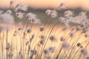 Motiv als Kissen - Wollgras Im Wind oder mit Eigenem Foto