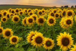 Wunschmotiv als Kissen - Sonnenblumenfeld Im Abendlicht oder mit Ei...