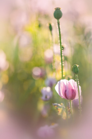 Foto Kissen - Sleeping Poppy oder mit Eigenem Foto