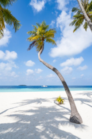 Bilder Kissen - Kokospalme Am Strand Auf Den Malediven oder mit Eig...