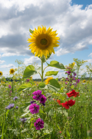 Bilder Kissen - Sonnenblume oder mit Eigenem Foto