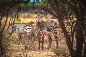 Motiv auf Kissen - Namibia Zebras Im Gestrüpp oder mit Eigenem Foto