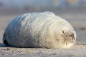 Wunschmotiv als Kissen - Zenmoment oder mit Eigenem Foto