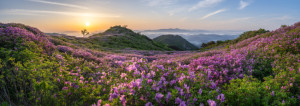 Bilder Kissen - Azaleenblüte In Südkorea oder mit Eigenem Foto